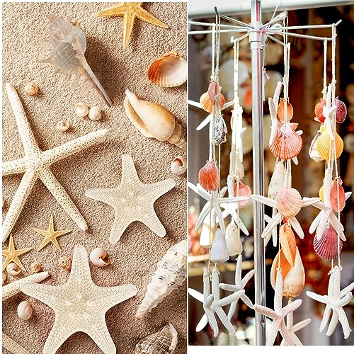 Mixed Natural Sea Shells & Starfish Set for Vase Fillers, Crafts & Decor