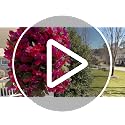 Red Artificial Bougainvillea Trailing Vines - UV Resistant Silk Flowers (2 Pack)