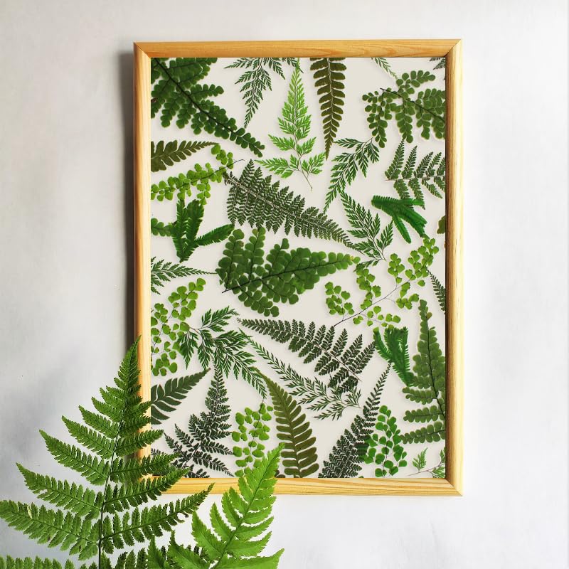 55 Pcs Real Pressed Dried Ferns and Leaves for Resin Jewelry and Crafts