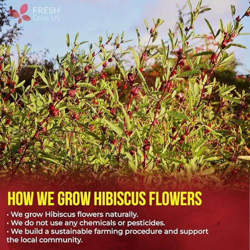 Natural Hibiscus Herbal Tea Bags 140 Count Pure Dried Flower Infusion