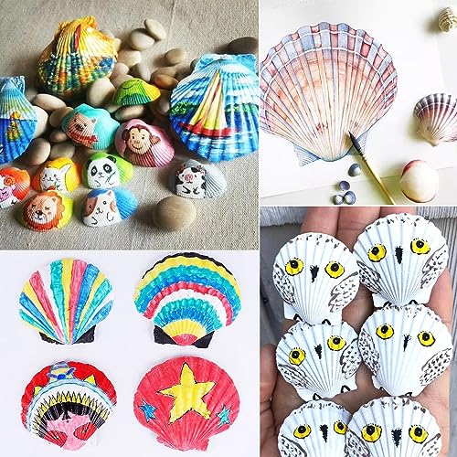 48 Pack Natural White Scallop Shells (1.5"-2") for Crafts & DIY Decor