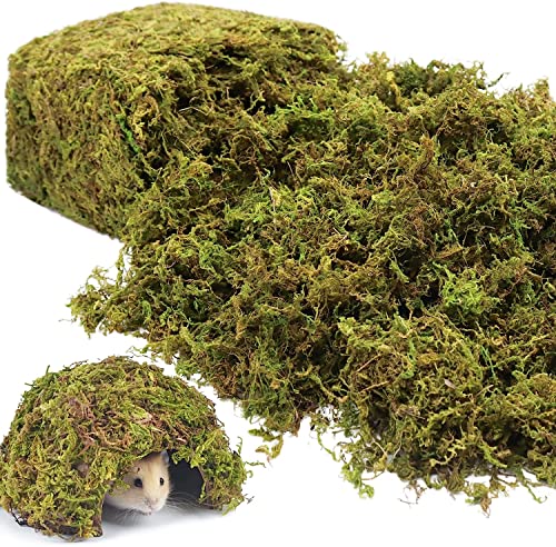 Natural Dried Green Moss for Crafts, Fairy Gardens, and Potted Plants 1.3LB