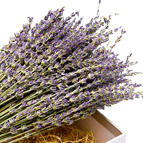 Natural Dried Lavender Bouquet (200+ Stems, 16-18 Inch) for Home Decor