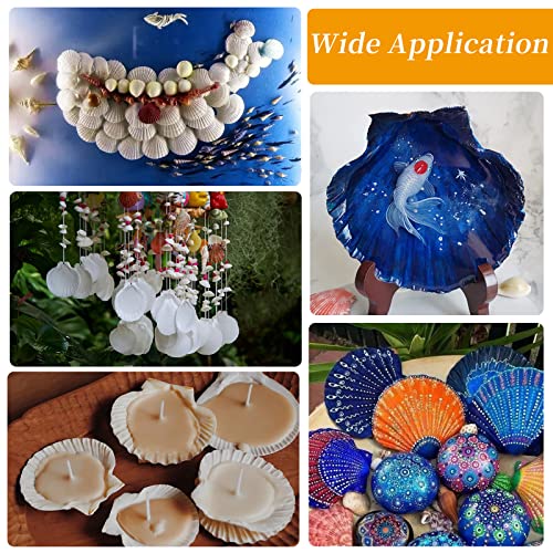 Natural White Scallop Shells (30 Pack, 2-3") for DIY Crafts & Beach Decor