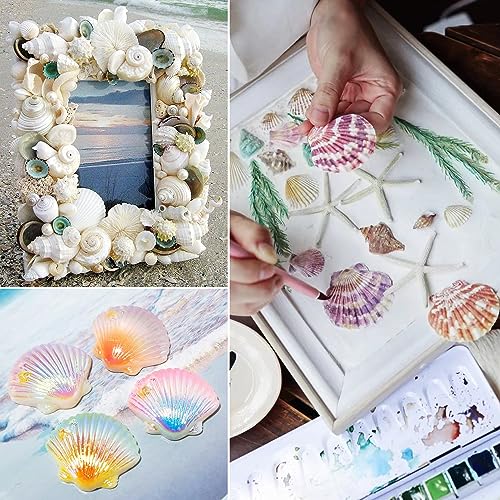 48 Pack Natural White Scallop Shells (1.5"-2") for Crafts & DIY Decor