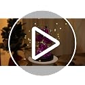 Forever Preserved Purple Rose in Glass Dome - Long-Lasting Floral Gift