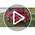 Artificial White Silk Geranium Flowers - UV Resistant Faux Plants (6 Bundles)