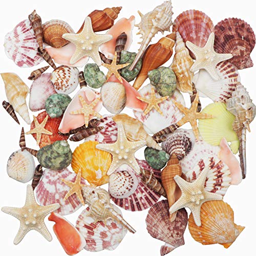 Natural Mixed Sea Shells and Starfish Set for Crafts, Vase Filler & Beach Decor