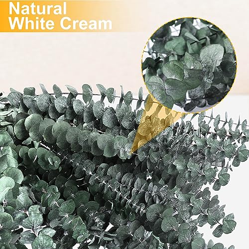 Preserved Eucalyptus Stems for Shower - 17" Natural Dried Plants (12 Pack)