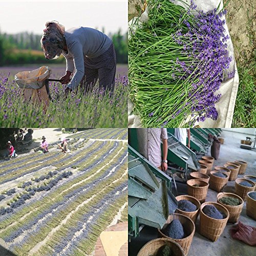 Natural Fragrant Dried Lavender Buds - Ultra Blue Grade (225g / 0.5 lb)