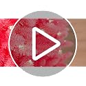 4ft Pink Pine Artificial Christmas Tree with 150 Clear Lights - Puleo International