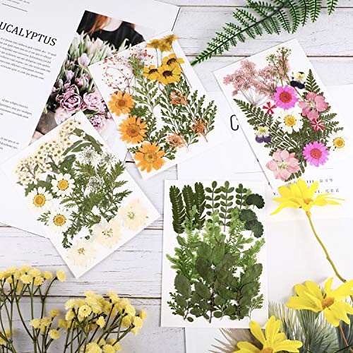 Natural Dried Pressed Flowers Set with Tweezers for Epoxy Resin Crafts (68 Pcs)