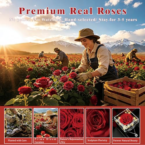 Preserved Real Red Rose Box with Heart I Love You Necklace Gift Set