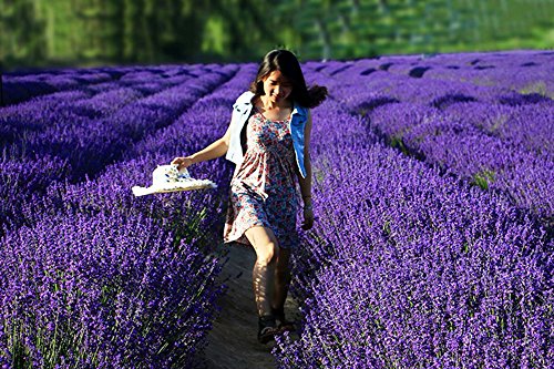 Natural Fragrant Dried Lavender Buds - Ultra Blue Grade (225g / 0.5 lb)