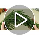 31.5-inch Artificial Norfolk Pine Christmas Swag with Velvet Bow