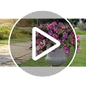UV-Resistant Artificial Silk Petunia Flowers - 2 Pack Faux Outdoor Plants