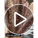 30 Pcs Natural Dried White Pampas Grass - 17 Inch Fluffy Floral Decor