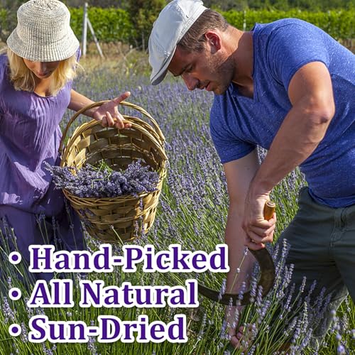 Edible Dried Lavender Sprigs for Cake Decorating & Cocktail Garnish - 110+ Natural Floral Stems