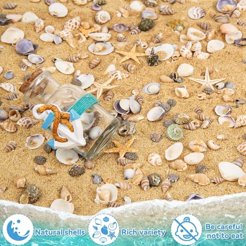Natural Mixed Mini Sea Shells & Starfish for DIY Crafts & Beach Decor