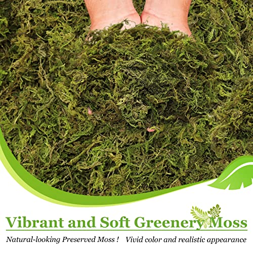 Natural Dried Green Moss for Crafts, Fairy Gardens, and Potted Plants 1.3LB