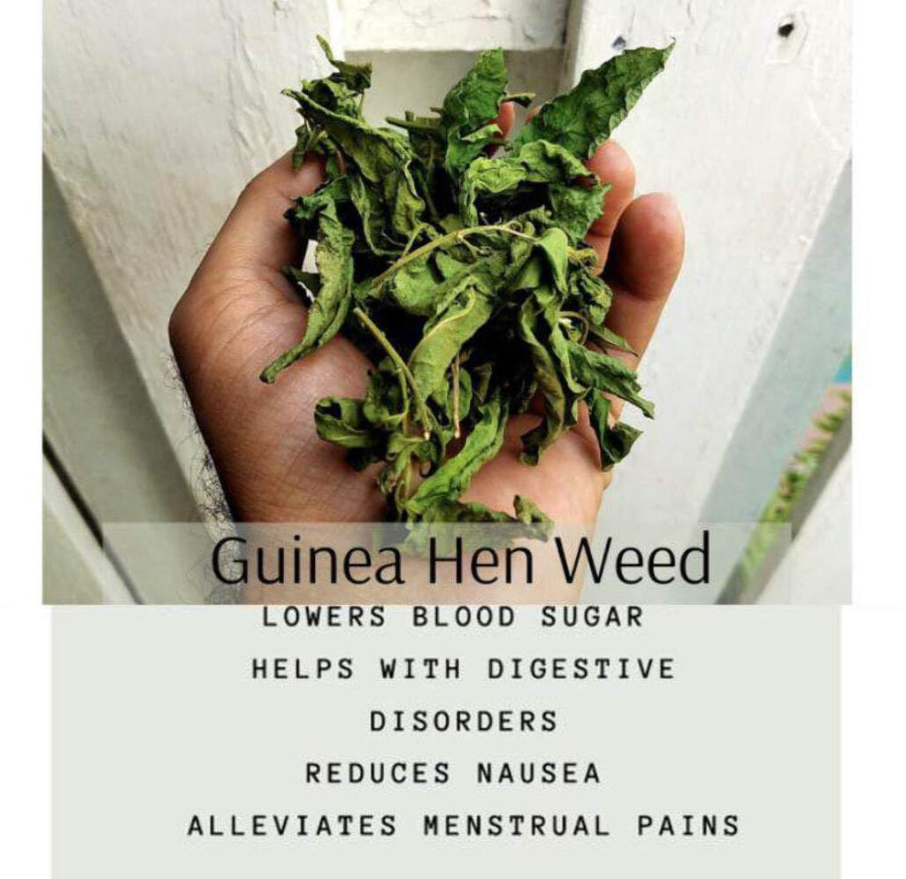 Rastaman Stew Guinea Hen Weed Tea 4oz – Jamaican Anamu (Petiveria Alliacea) Dried Leaves, Stems & Roots | Wildcrafted Loose Leaf Herbal Bush Tea