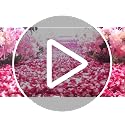 2200 Pcs Dark Red Silk Rose Petals for Romantic Night & Wedding Decor