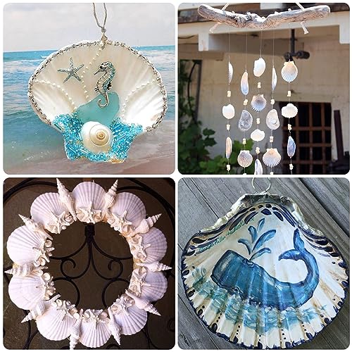 Large Natural Scallop Shells 4-5 Inch (10 Pack) - White Seashells for Crafts