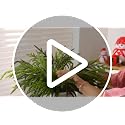 HIKISS 16 Pcs 24-Inch Realistic Norfolk Pine Branches for Christmas Decor - Artificial Greenery Stems for Wreaths, Garlands, Vases & DIY Projects