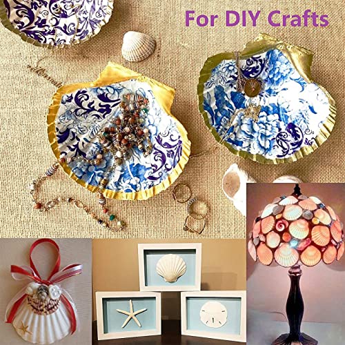 Natural White Scallop Shells for Crafts & Baking - 4 to 5 Inch (10 Pack)
