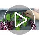 12 Bunches Artificial Grapes - Realistic Simulation Fruit for Decor