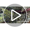 WBHome Juniper Garland 6 ft - Real-Touch Christmas Holiday Decor, Indoor/Outdoor