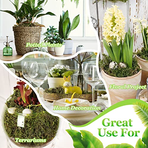 Natural Dried Green Moss for Crafts, Fairy Gardens, and Potted Plants 1.3LB