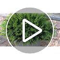 Waipfaru 36 Bundles UV Resistant Artificial Outdoor Plants - Green