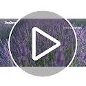 2 lbs Dried Lavender Buds - Ultra Blue Natural Culinary Grade Flowers