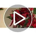 Faux Poinsettia & Berry Christmas Centerpieces Set with Glass Candle Holders, 17.5"