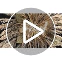 46-Inch Natural Dried Pampas Grass Decor - 10 Stems Fluffy Boho Bouquet