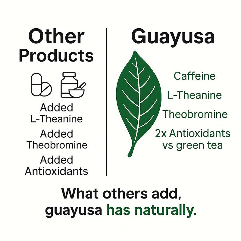 GUAYUSA TEA BAGS by PACHA | Naturally High in Antioxidants, L-Theanine & Theobromine | Sustained Energy Herbal Tea | Alternative to Yerba Mate, Coffee, Black and Green Tea. (100 Count, Guayusa)