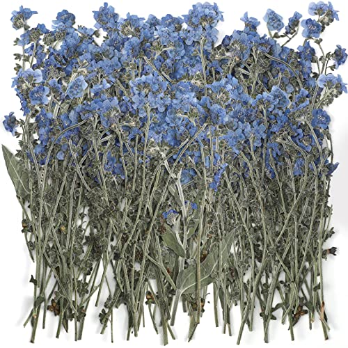 50 Pcs Natural Blue Forget Me Not Pressed Dried Flowers for Resin DIY Crafts