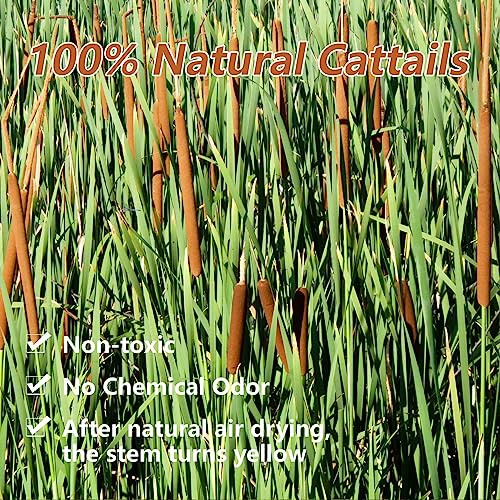 20 Pcs Dried Natural Cattails - 17-Inch Real Brown Bulrush Floral Stems