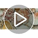 Mixed Beach Seashells for Crafts & Home Decor (Approx. 50 Shells, Up to 2.5")