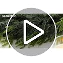 Real Touch Norfolk Pine Garland 9ft - Artificial Christmas Greenery for Mantel