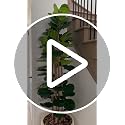 5ft Artificial Fiddle Leaf Fig Tree with White Planter