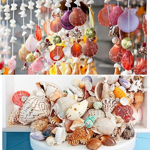 Mixed Natural Sea Shells & Starfish Set for Vase Fillers, Crafts & Decor