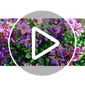 Artificial Outdoor Hanging Flowers - 2 Pack UV-Resistant Faux Silk Daisies