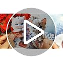 Acrylic Cat Christmas Ornaments 5Pcs Set | 3-Inch Keychains & Tree Decorations