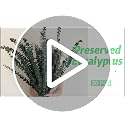 Preserved Natural Dried Eucalyptus Stems for Shower - 10 Pack (17 Inch)