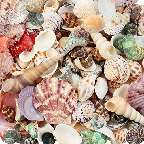 Natural Mixed Beach Seashells Bulk (200 Pcs) for DIY Crafts & Decor