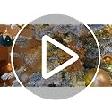 12ct 2.36 In Green Gold Velvet Baubles For Tabletop Christmas Tree