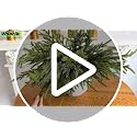 8Pcs 24 Inch Real Touch Norfolk Pine Branches Faux Greenery for Christmas Decor