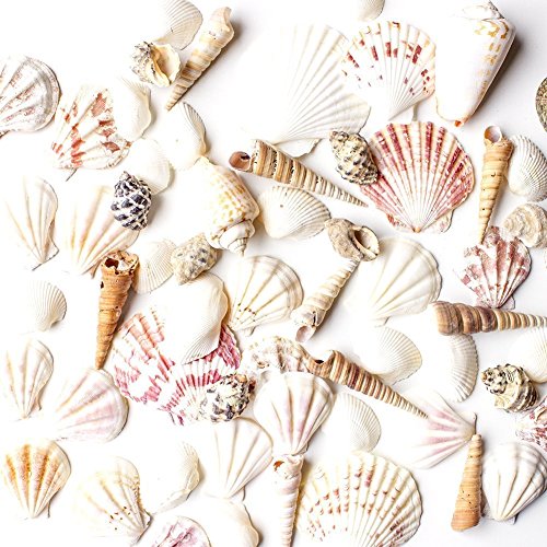 Mixed Beach Seashells for Crafts & Home Decor (Approx. 50 Shells, Up to 2.5")